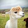 West Yorkshire Alpaca Experience For Two, thumbnail 5 of 5