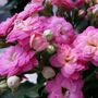 Flowers Kalanchoe 'Mixed' Two X Plants In 9cm Pots, thumbnail 6 of 6