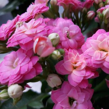 Flowers Kalanchoe 'Mixed' Two X Plants In 9cm Pots, 6 of 6