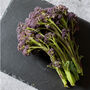 Purple Sprouting Broccoli Three X Plug Plant Pack, thumbnail 3 of 5