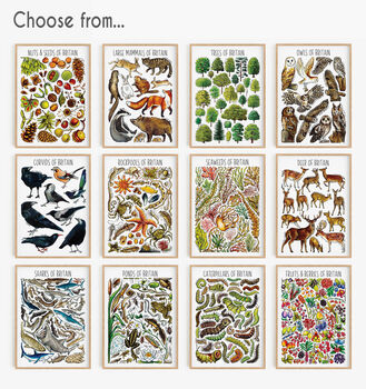 British Wildlife Set Of Six Art Prints, 3 of 12