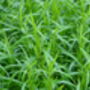 Herb Plants Tarragon In 9cm Pots, thumbnail 3 of 4