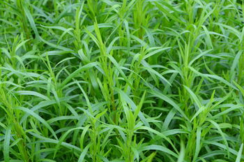 Herb Plants Tarragon In 9cm Pots, 3 of 4