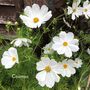Grow Your Own Cottage Garden Flower Seeds, thumbnail 4 of 7