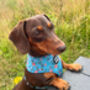 Rosie Rose Cornflower Blue Floral Dog Harness, thumbnail 3 of 10