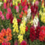 Grow Your Own Multicoloured Bedding Flowers Gift, thumbnail 4 of 8