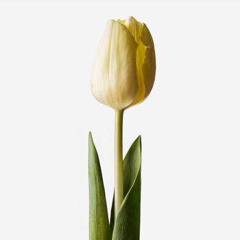 Bleach Blonde Dutch Tulip Fresh Bouquet, 2 of 2
