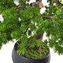 50cm Artificial Luxury Pine Bonsai Tree, thumbnail 4 of 5