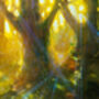 Natures Cathedral, thumbnail 5 of 9