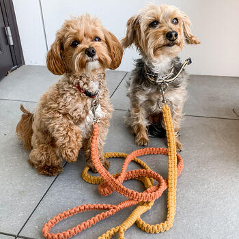Make Your Own Macrame Dog Lead Craft Kit, 9 of 11