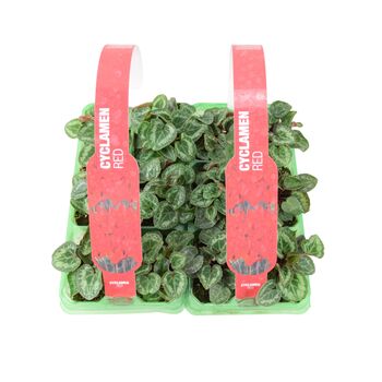 Red Cyclamen 6 Pack Vibrant Winter Flowering Plants, 3 of 3
