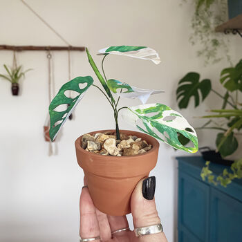 Mini Variegated Monkey Leaf Potted Paper Plant, 4 of 6