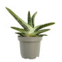 Aloe Little Warty Easy Care Succulent House Plant, thumbnail 2 of 6