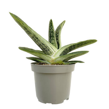 Aloe Little Warty Easy Care Succulent House Plant, 2 of 6