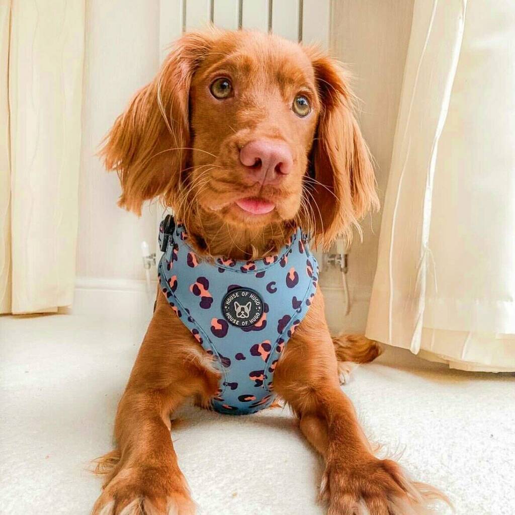 leopard print harness dog