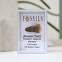 Mosasaur Tooth Fossil, thumbnail 5 of 10