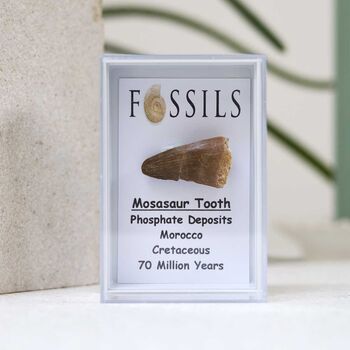 Mosasaur Tooth Fossil, 5 of 10