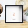 Pterosaur Tooth Box Frame Real Authentic Jurassic Dinosaur Fossil Museum Quality Natural History Interior Design Home Decor Gift Ornament, thumbnail 1 of 4