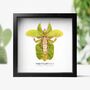 Gray's Leaf Insect Spreadwings Bug Entomology Taxidermy Box Frame, thumbnail 1 of 3