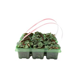 Red Cyclamen 6 Pack Vibrant Winter Flowering Plants, 2 of 3