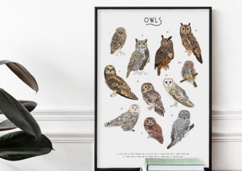 Types Of Owls Poster, 5 of 5