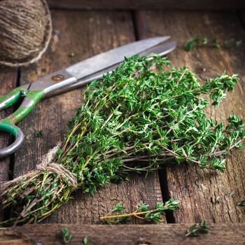 Herb English Thyme 12 X Plug Plant Pack, 4 of 5