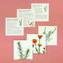 Grow Your Own Welsh Herbs Seed Kit, thumbnail 3 of 7