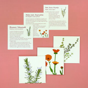 Grow Your Own Welsh Herbs Seed Kit, 3 of 7