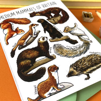 Medium Mammals Of Britain Greeting Card, 8 of 11