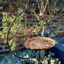 Copper Lily Pad Hanging Bird Bath, thumbnail 5 of 7