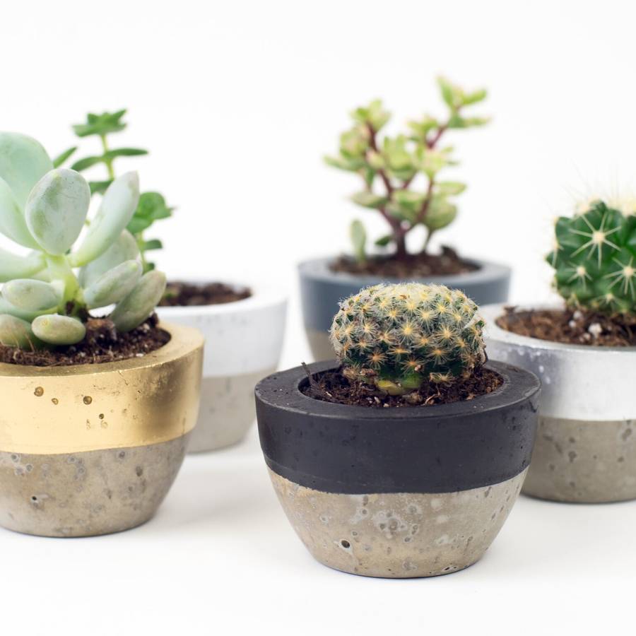 Colour Block Concrete Planter By Bells And Whistles Make Colour Block Concrete Planter
