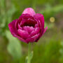 Spring Bulbs Tulips 'Double Mixed' 48 Bulb Pack, thumbnail 6 of 6