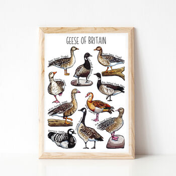Geese Of Britain Wildlife Print, 4 of 9