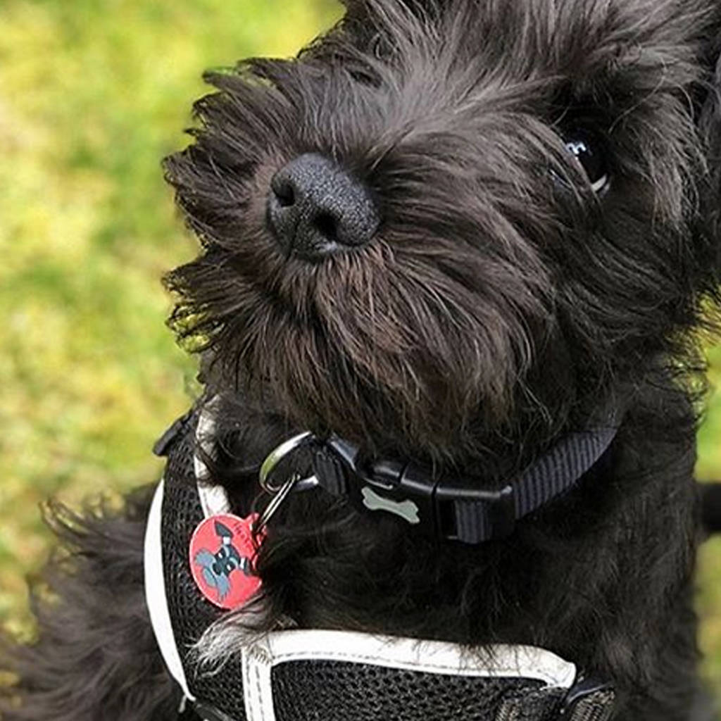Schnauzer Personalised Dog Name Tag By Hoobynoo