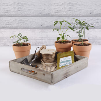 Monthly Tropical Houseplant Seed Subscription Box, 4 of 12