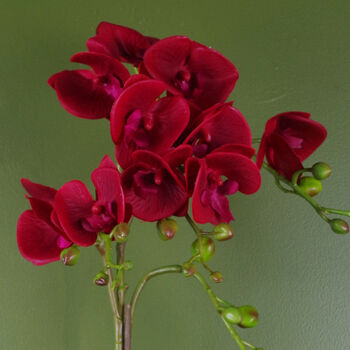 Red Orchid Artificial Dark Red Gold 50cm Real Touch, 2 of 3
