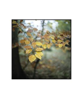 Winter Leaves, Suffolk Photographic Art Print, 3 of 4
