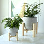 Concrete Planter With Wooden Stand, thumbnail 2 of 2