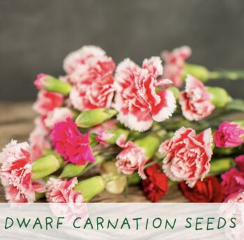 Just Married. Flowers Of Love Growing Kit, 6 of 6