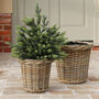 Round Rattan Planter, thumbnail 1 of 5