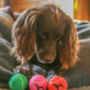 Spaniel Dog Tennis Balls, thumbnail 4 of 5