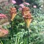 Set Of Three Copper Rosette Flower Stakes Ltzaf151, thumbnail 4 of 9