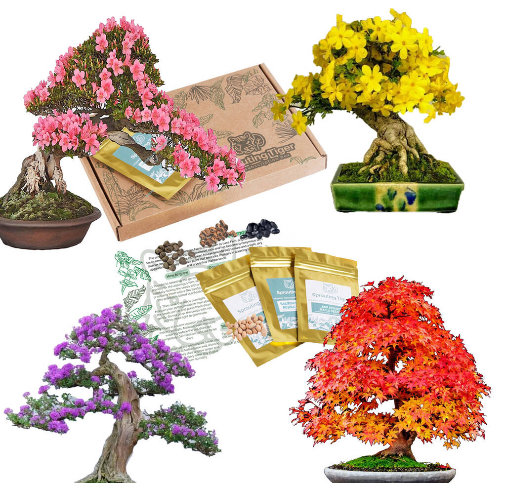 Grow Your Own Bonsai Tree Houseplant Gift Set, 1 of 6