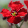 Flowers Aubretia Red Nine X Plug Plant Pack, thumbnail 1 of 5