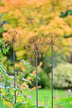 Rusty Metal Allium Garden Ornament, 4 of 7