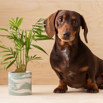 Daschund Dog Plant Animal Pet In Brass, Gifts For Pet Lovers, 2 of 4