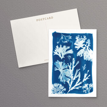 British Seaweed Postcards Set Pack Of Five, 3 of 10