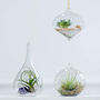Pack Of Three Glass Air Plants Hanging Planters, thumbnail 1 of 4