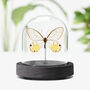 Amber Phantom Butterfly Moth Insect Entomology Taxidermy Bell Jar, thumbnail 1 of 4