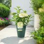 White Hydrangea Plant Elegant Shrub In 3 L Pot, thumbnail 7 of 7
